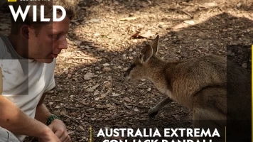 Australia extrema con Jack Randall