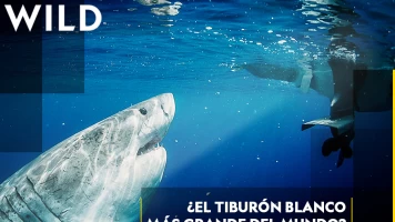 ¿El tiburón blanco más grande del mundo? 