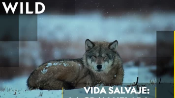 Vida salvaje: la gran helada