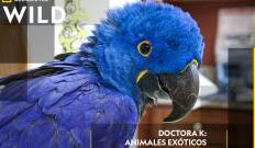 Doctora K: animales exóticos