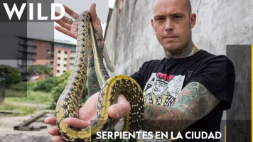 Serpientes en la ciudad