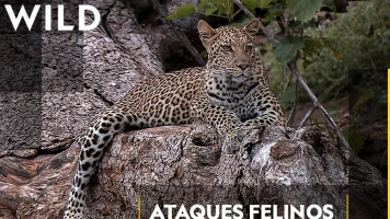 Ataques felinos  