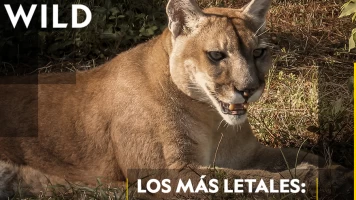 Los más letales: leones