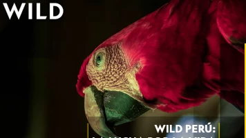 Wild Perú: La lucha por la vida