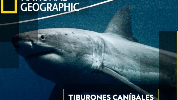 Tiburones caníbales