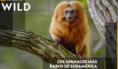 Los animales más raros de Sudamérica