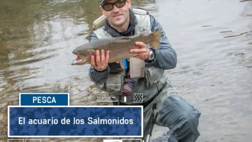 El acuario de salmónidos