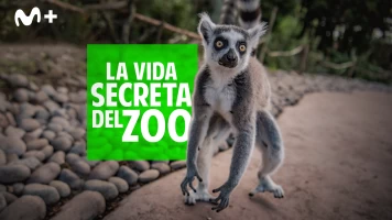 La vida secreta del Zoo