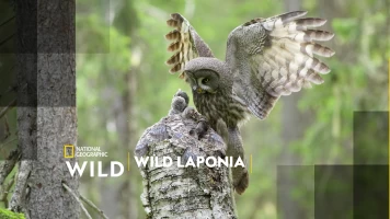 Wild Laponia