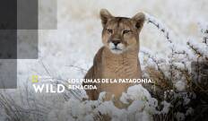 Los pumas de la Patagonia: Renacida