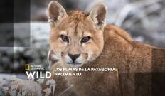 Los pumas de la Patagonia: Nacimiento