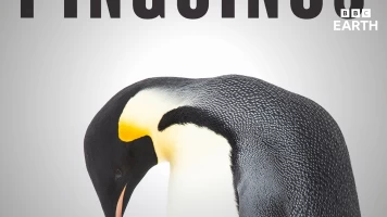 Pingüinos