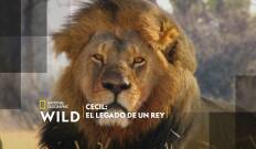 Cecil: el legado de un rey