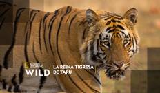 La reina tigresa de Taru