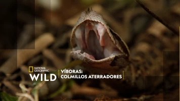 Víboras: Colmillos aterradores