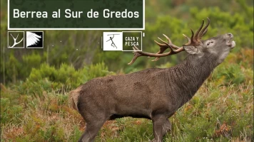 Berrea al sur de Gredos