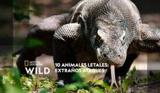 10 animales letales: extraños ataques