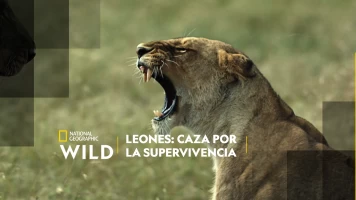 Leones: caza por la supervivencia