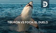 Tiburón vs foca: el duelo