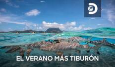 El verano más tiburón