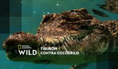 Tiburón contra cocodrilo