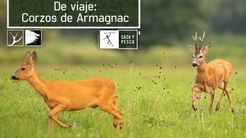 De viaje: corzos de Armagnac