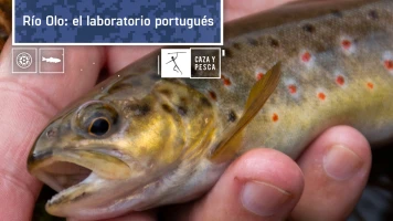 Río Olo: el laboratorio portugués