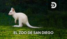 El zoo de San Diego