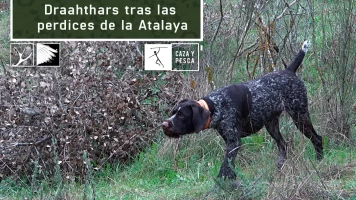 Drathaars tras las perdices de La Atalaya