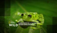 Monstruos de la naturaleza: bichos espeluznantes