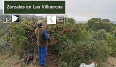 Zorzales en Las Villuercas