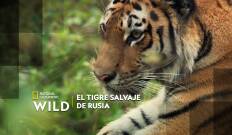 El tigre salvaje de Rusia