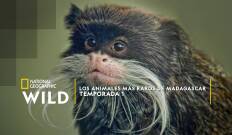 Los animales más raros de Madagascar