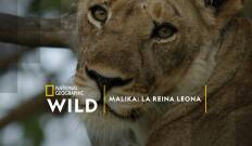 Malika: la reina leona