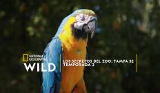 Los secretos del zoo: Tampa