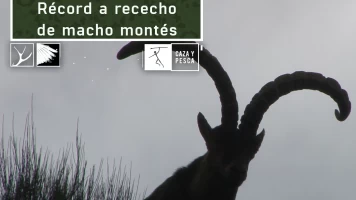 Récord a rececho de macho montés