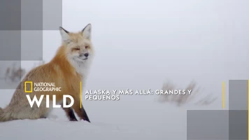 Alaska y más allá: grandes y pequeños