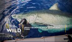 Gran tiburón blanco vs. tiburón tigre