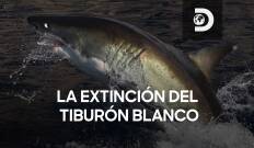 La extinción del tiburón blanco