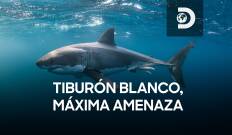 Tiburón blanco, máxima amenaza