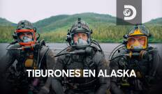 Tiburones en Alaska