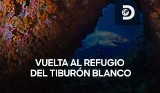 Vuelta al refugio del tiburón blanco