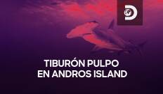 Tiburón pulpo en Andros Island