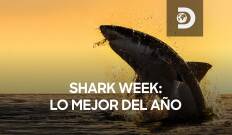 Shark week: lo mejor del año