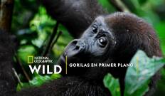 Gorilas en primer plano