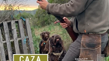 Certeros Ballesteros: Zorzales con perros nuevos