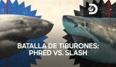 Batalla de tiburones: Phred vs. Slash