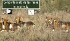 Comportamiento de las reses en montería