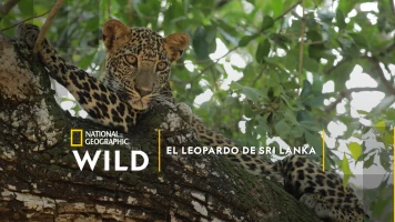 El Leopardo de Sri Lanka