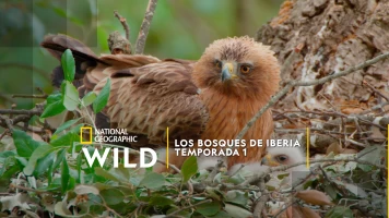 Los bosques de Iberia